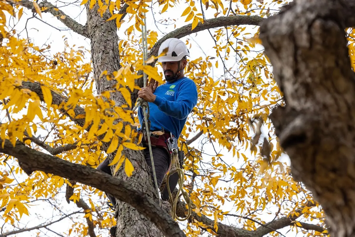 Skilled Tree Planting crew working in Edinburg