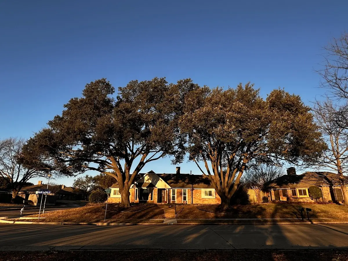 Established residential canopy tree shading a home in Edinburg