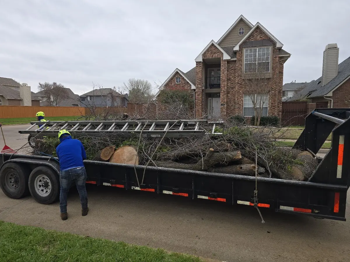 Expert Tree Removal with proper safety equipment in Edinburg